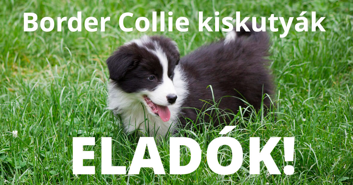 Border Collie kiskutyák eladók!